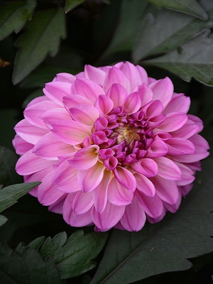 DAHLIA City Lights Lavendar